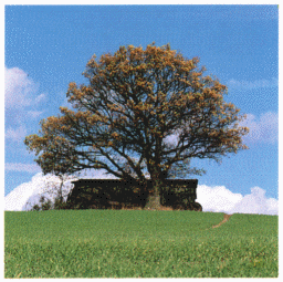 die Eiche auf der Eiche