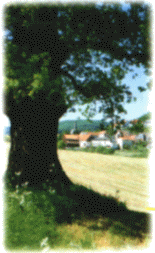 die alte Linde vor Weitershausen